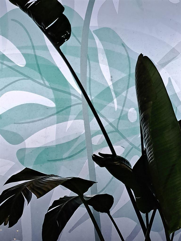 palms