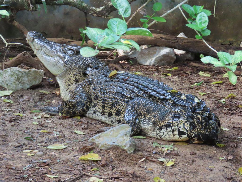 tailless