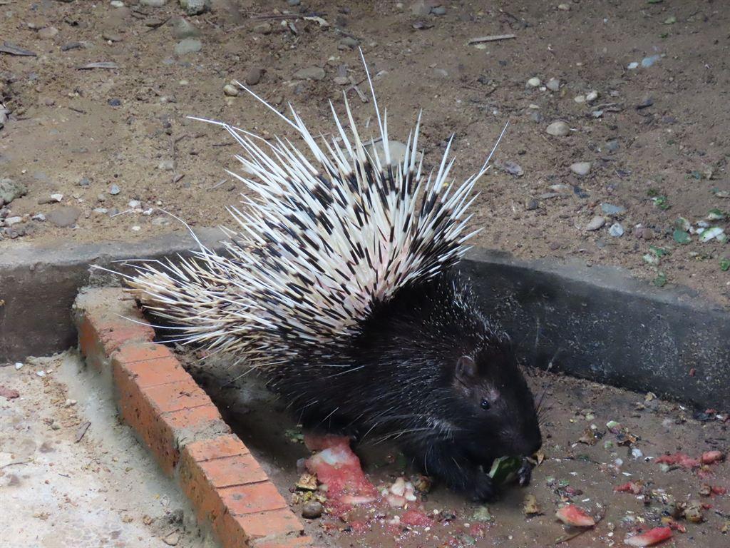 porcupine