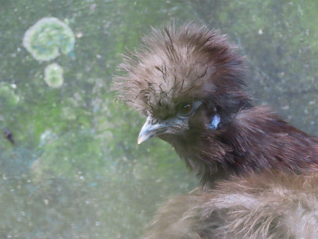 fluffy