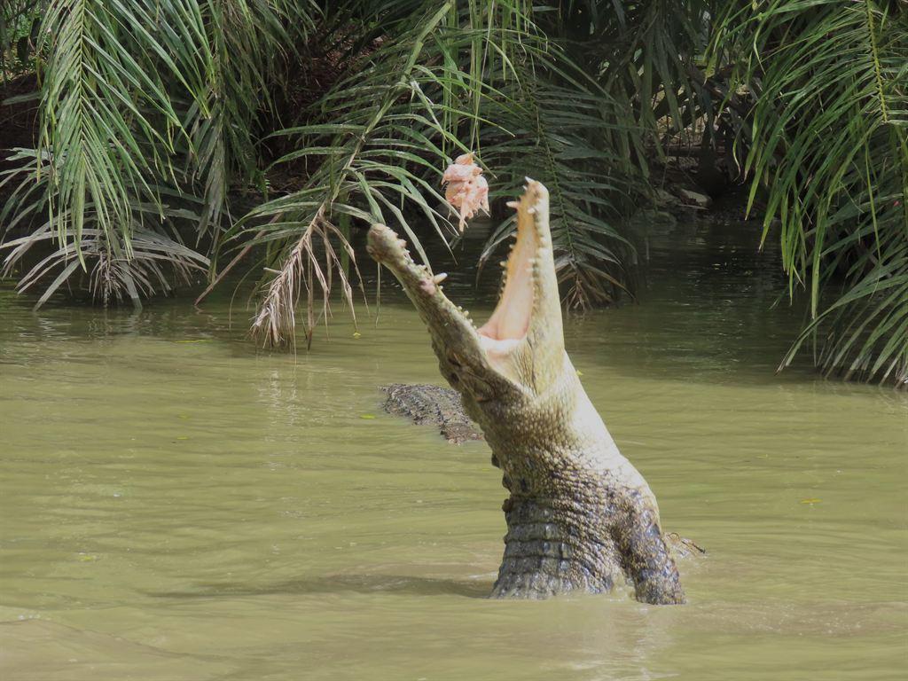 1croc1
