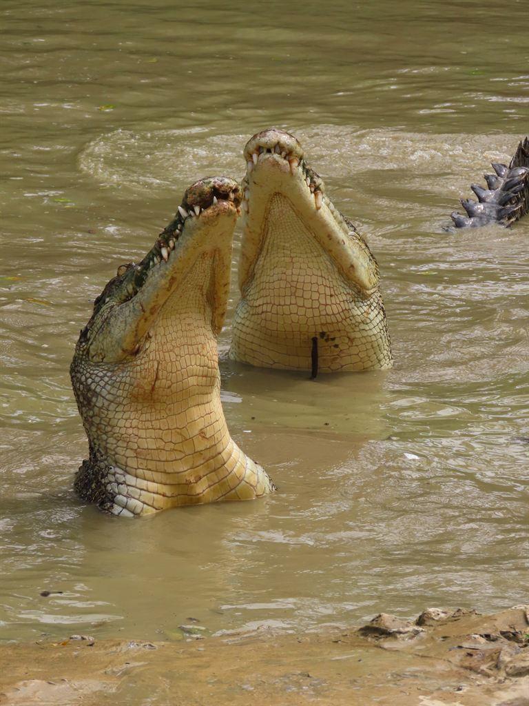 2crocs2