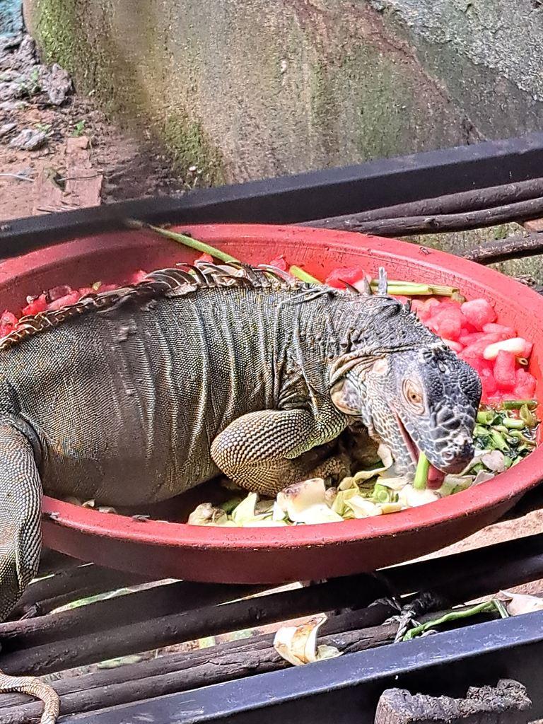 iguana
