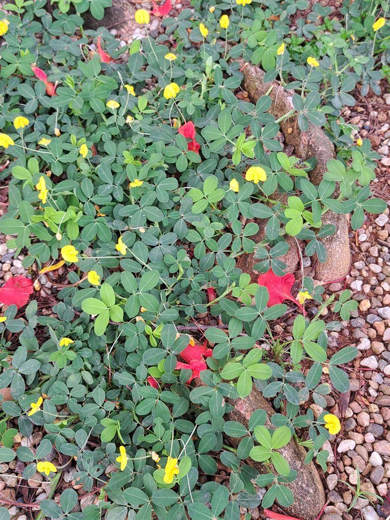 red&yellow