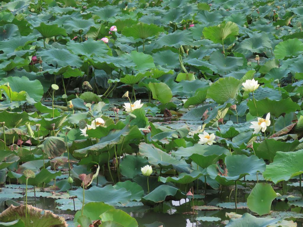 lotus