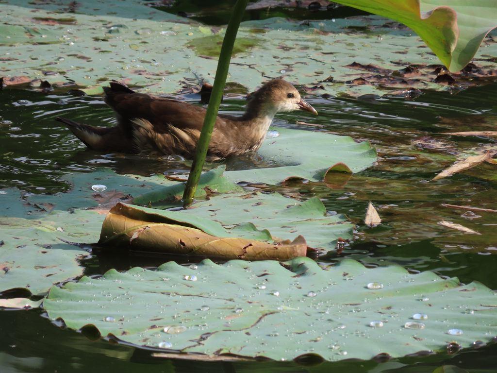duck