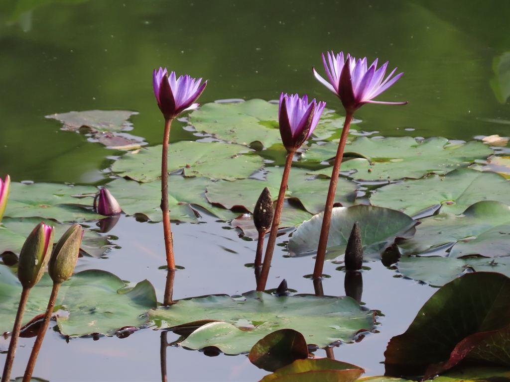 lilies