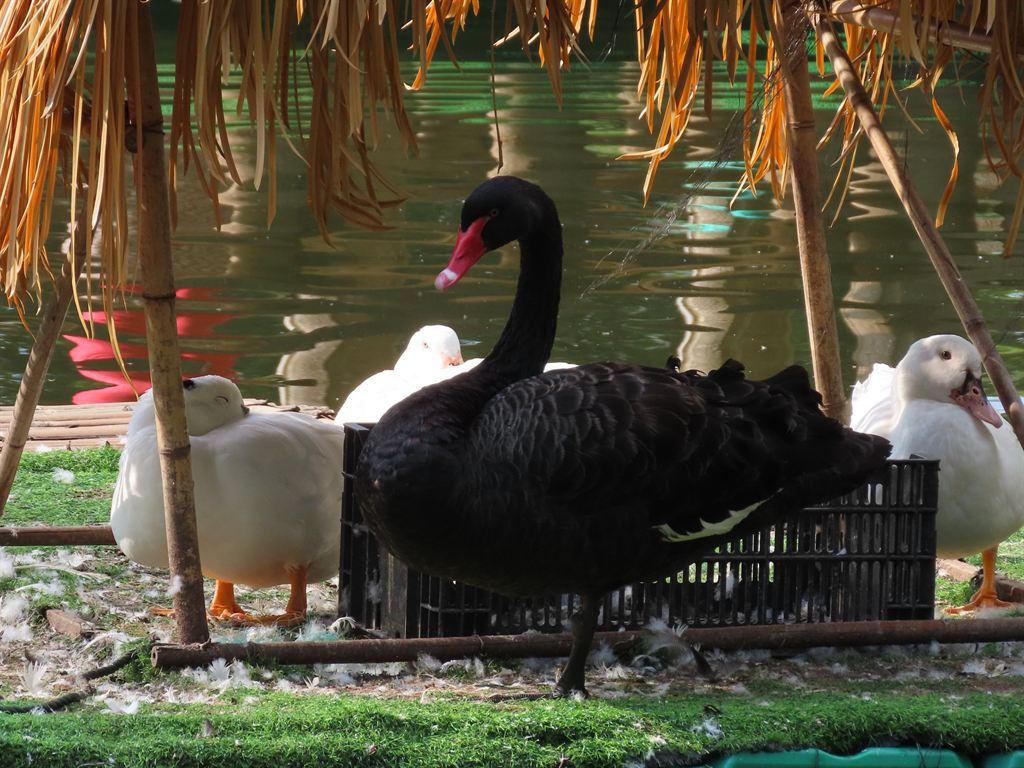 swan
