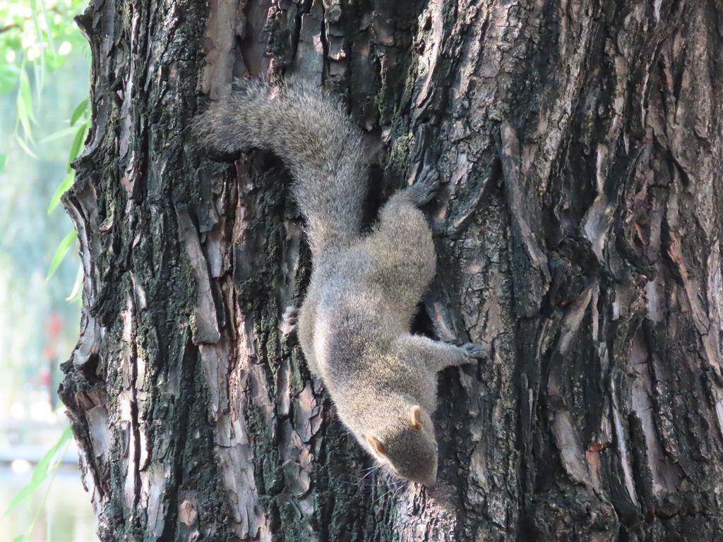 squirrel