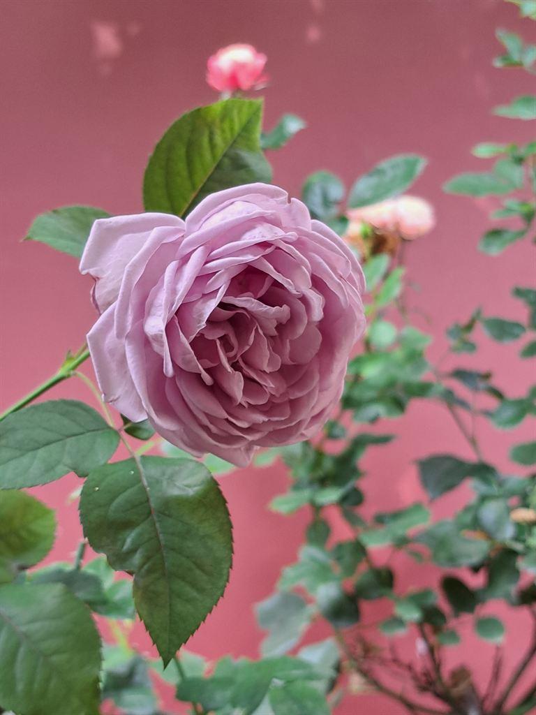 rose