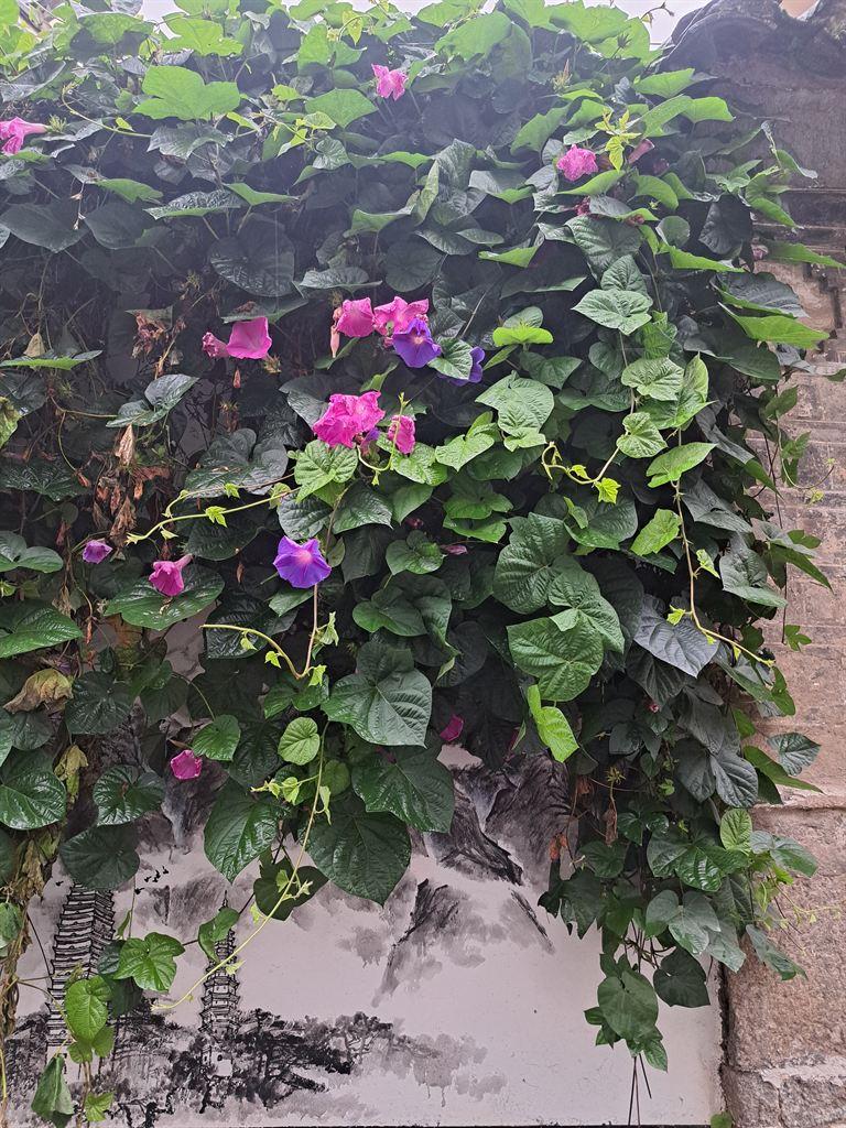 flowers&etchings