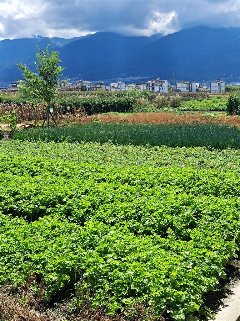 crops