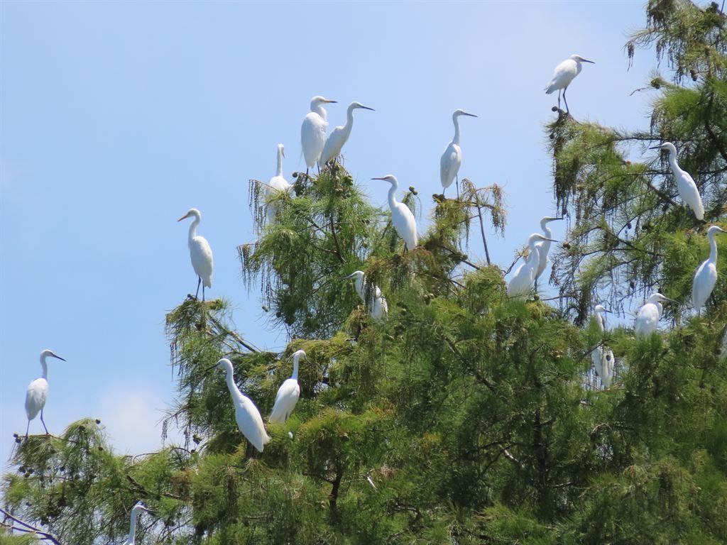 herons