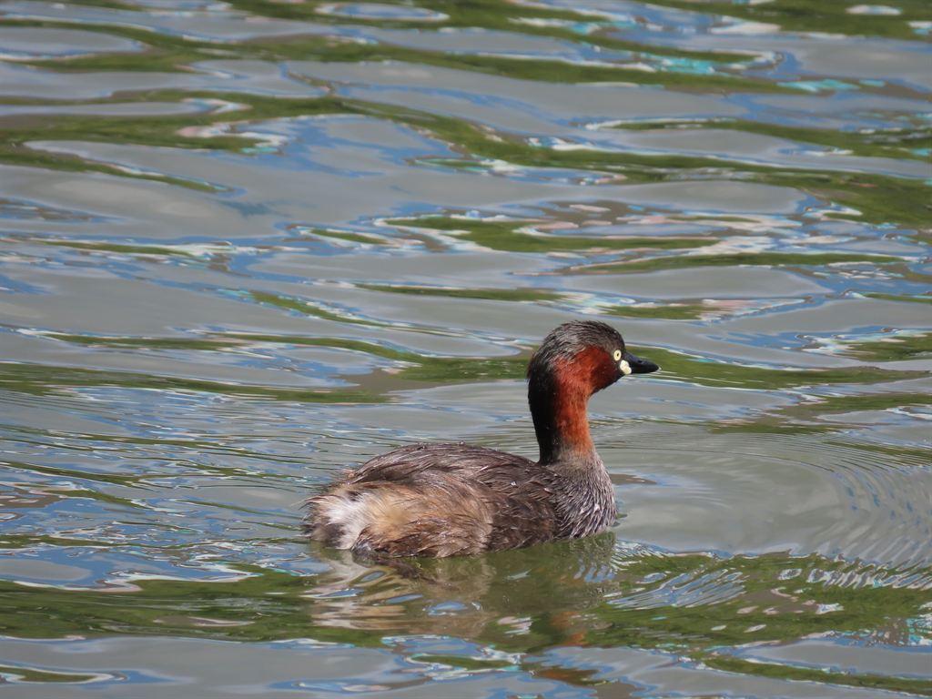 duck