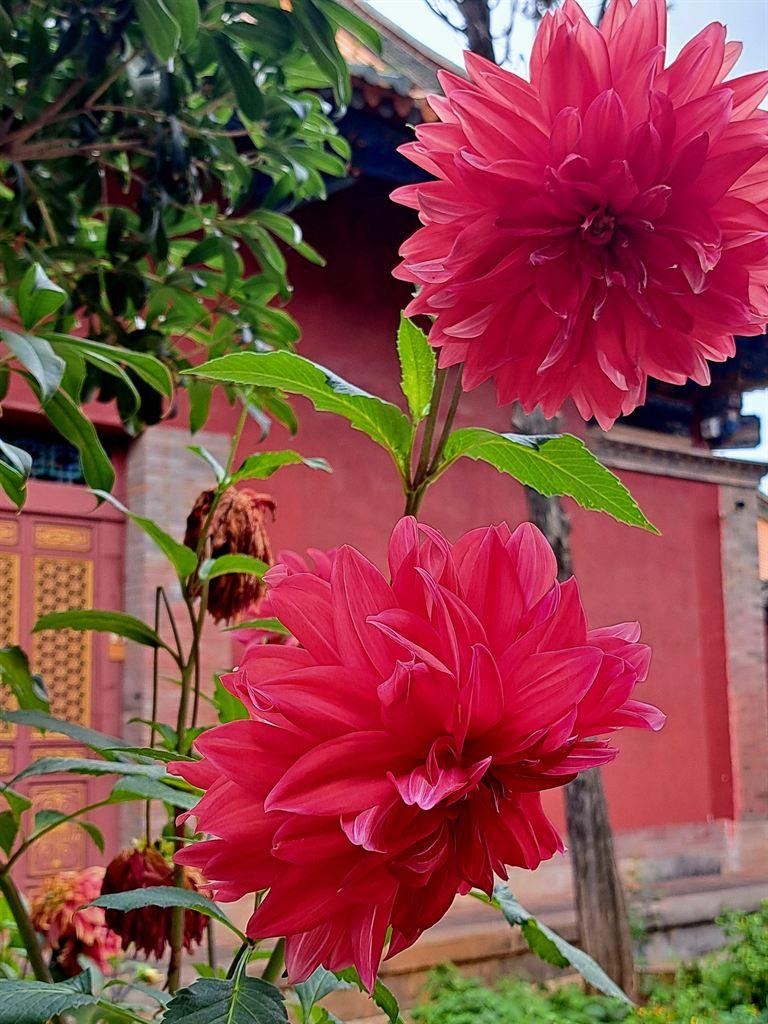 peonies