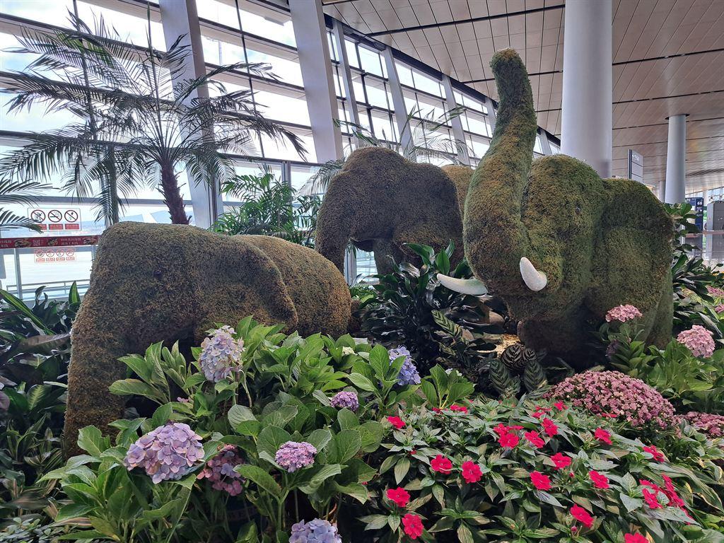 elephants