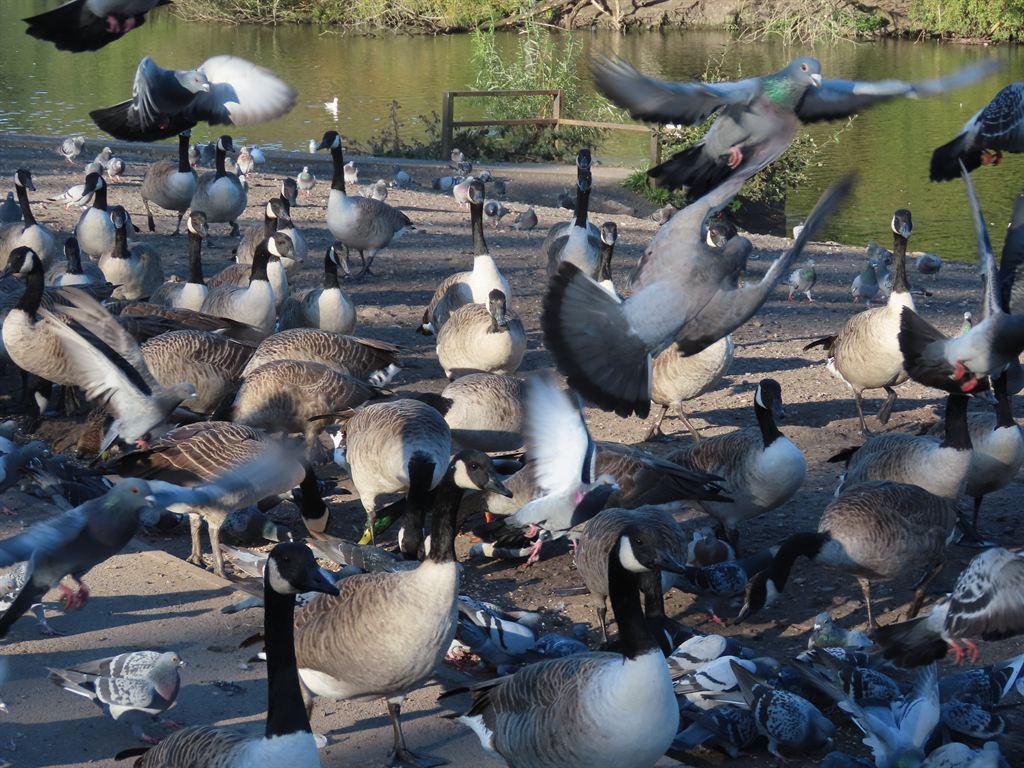 geese