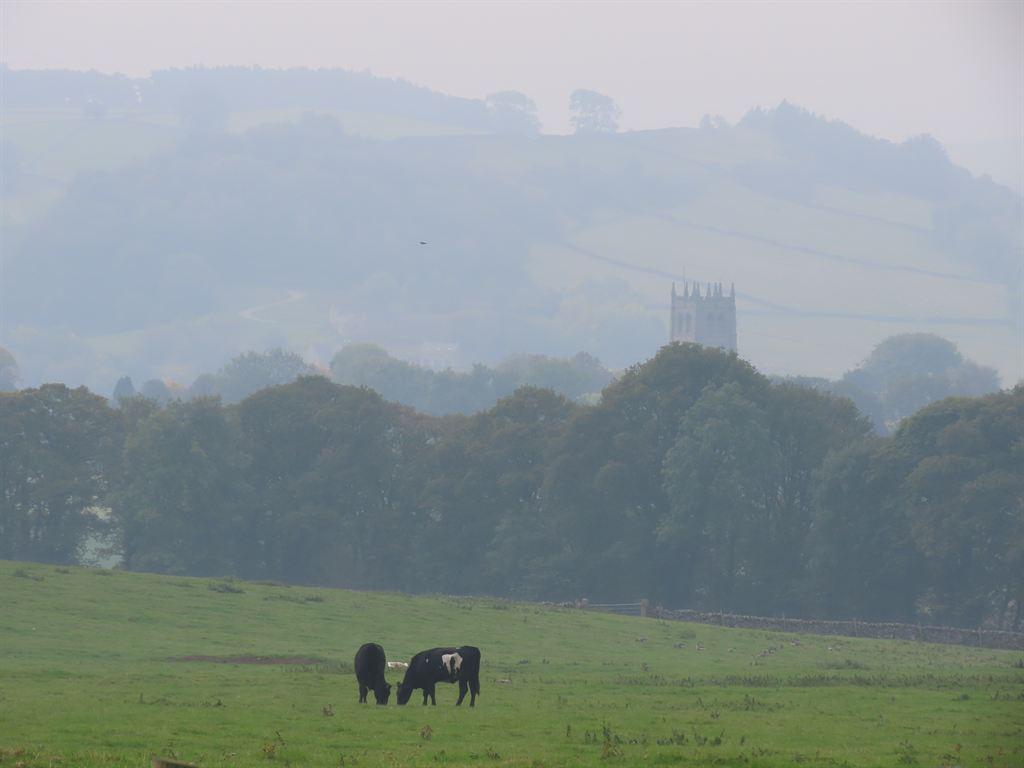 cows&tower