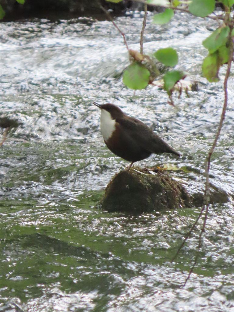 dipper