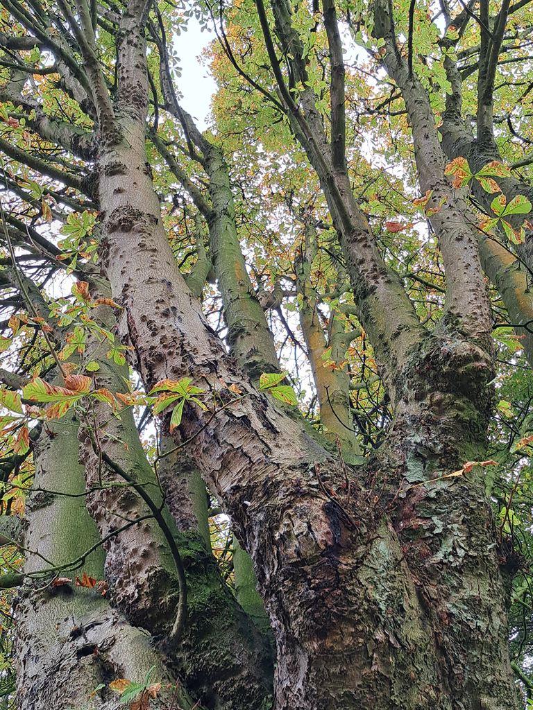 crosstrees1