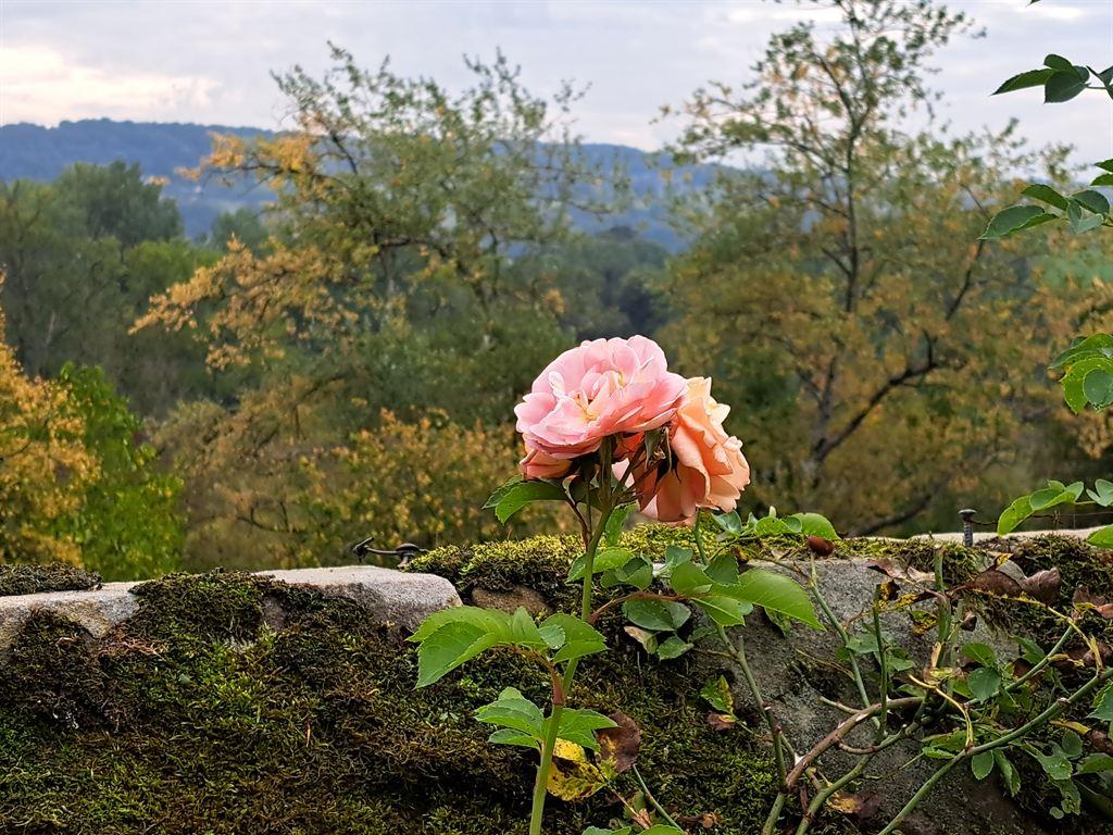 rose