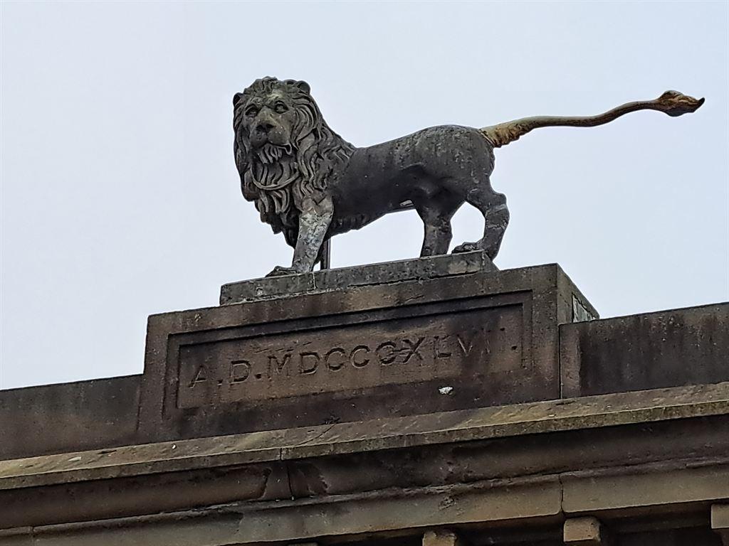 lion