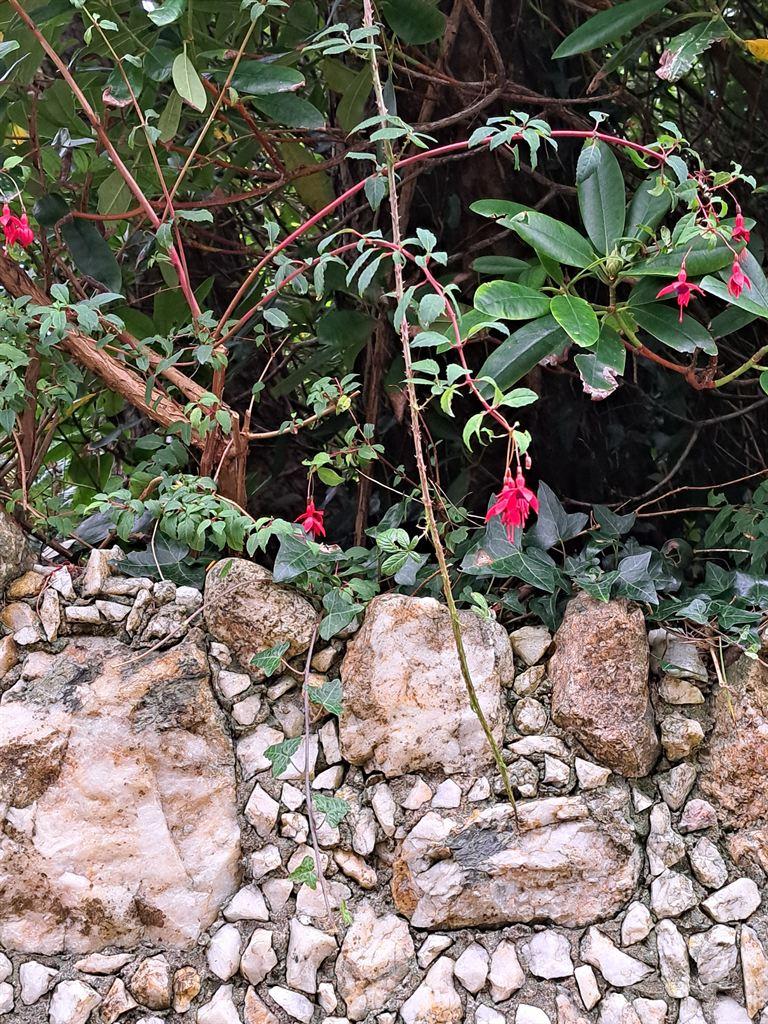 fuchsia