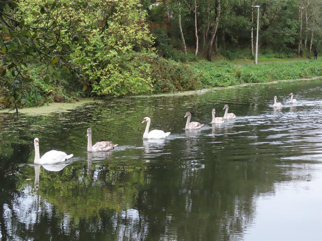 swans1