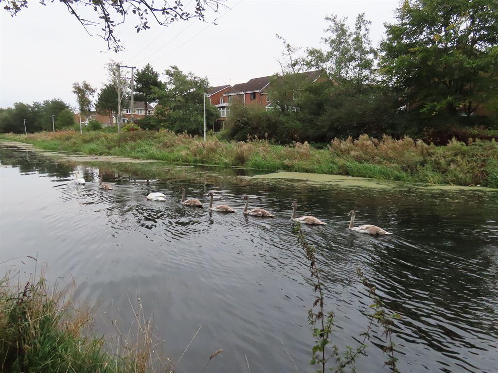 swans2