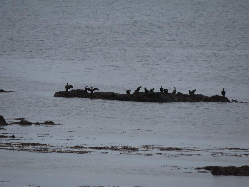 cormorants
