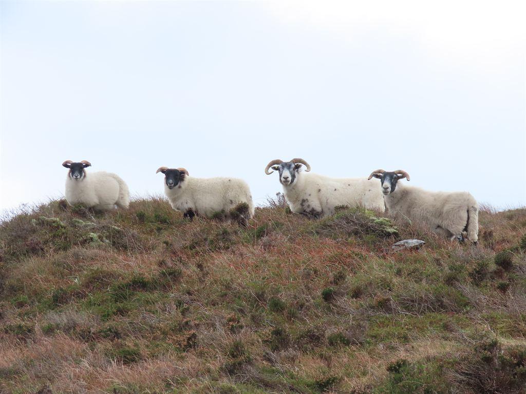 foursheep