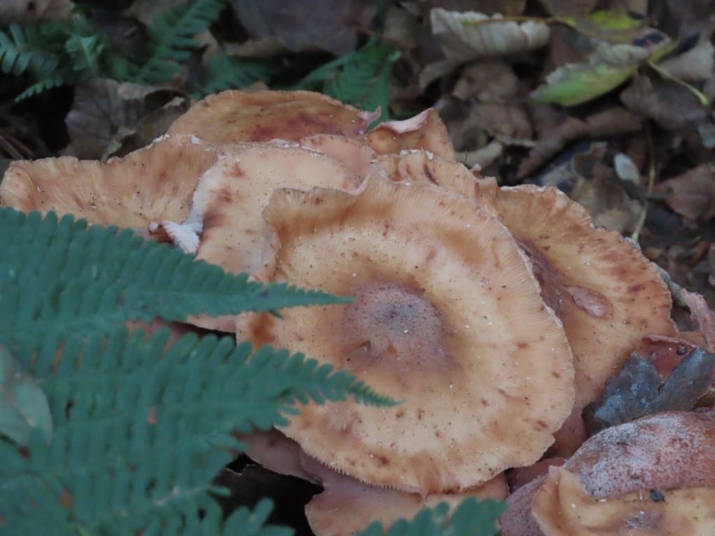 fungi1