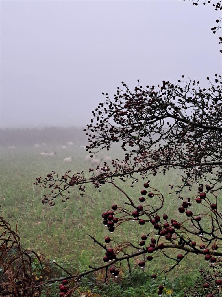 berries
