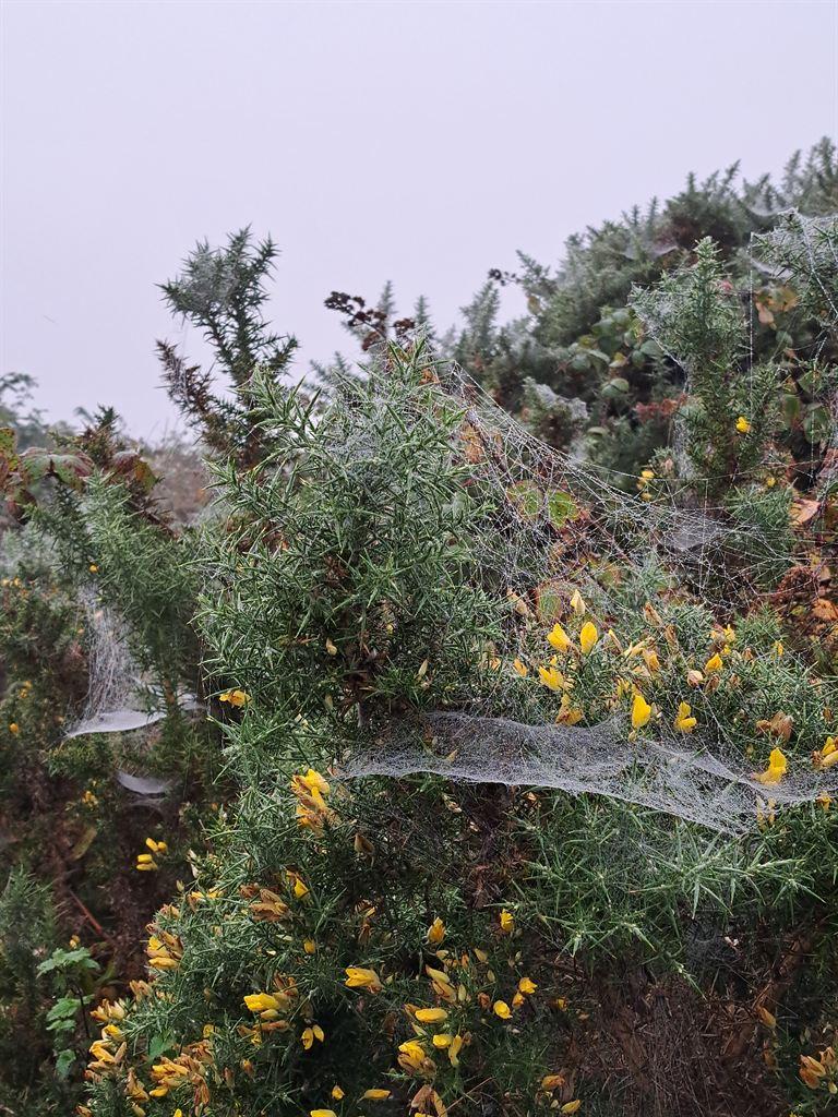 gossamer1