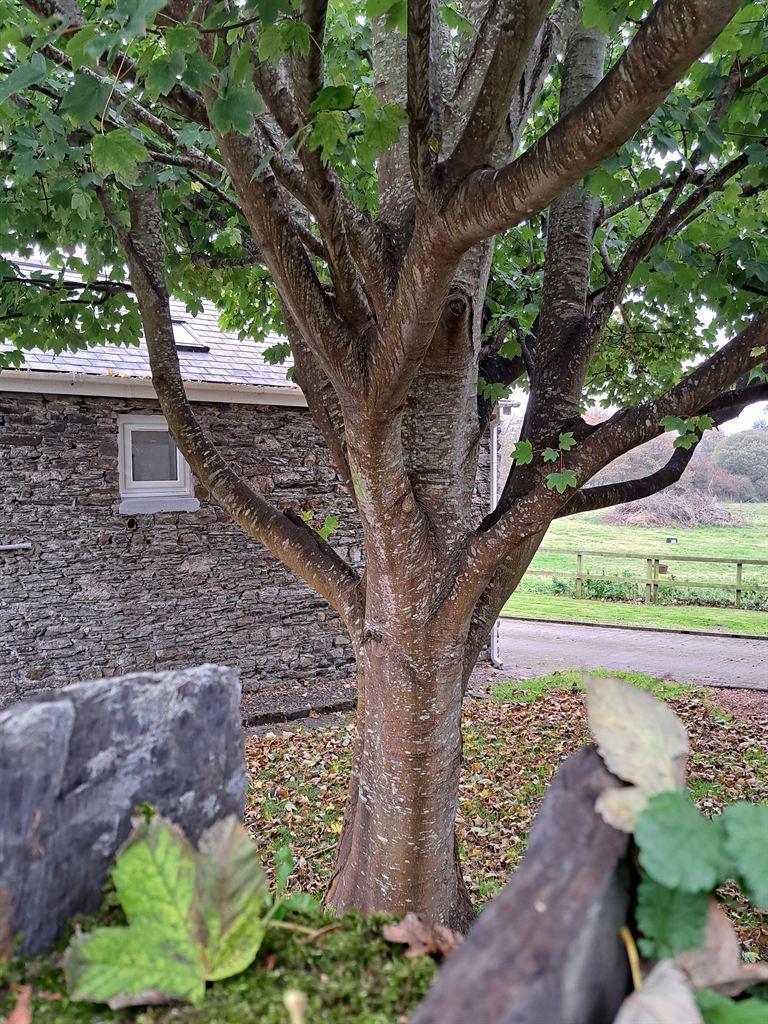 tree