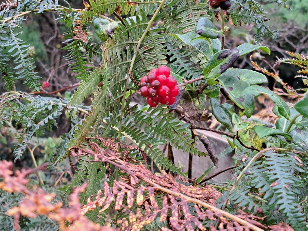 berries
