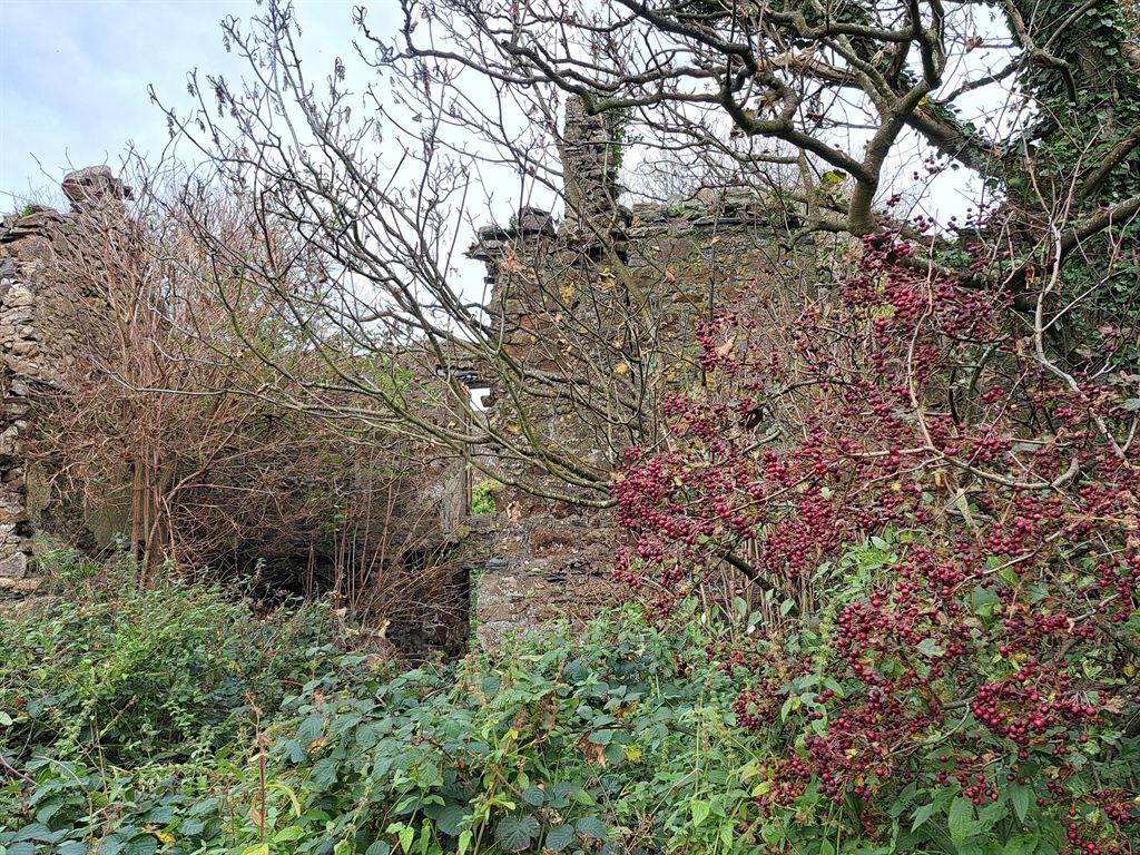 ruin&bush