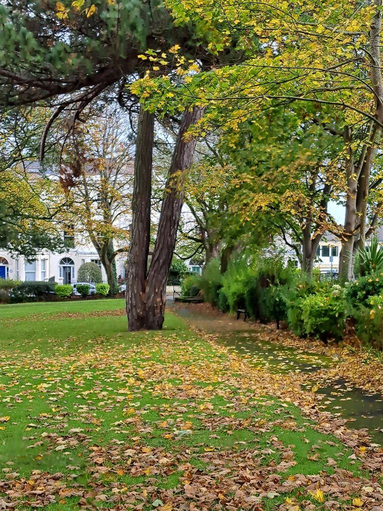 foliage