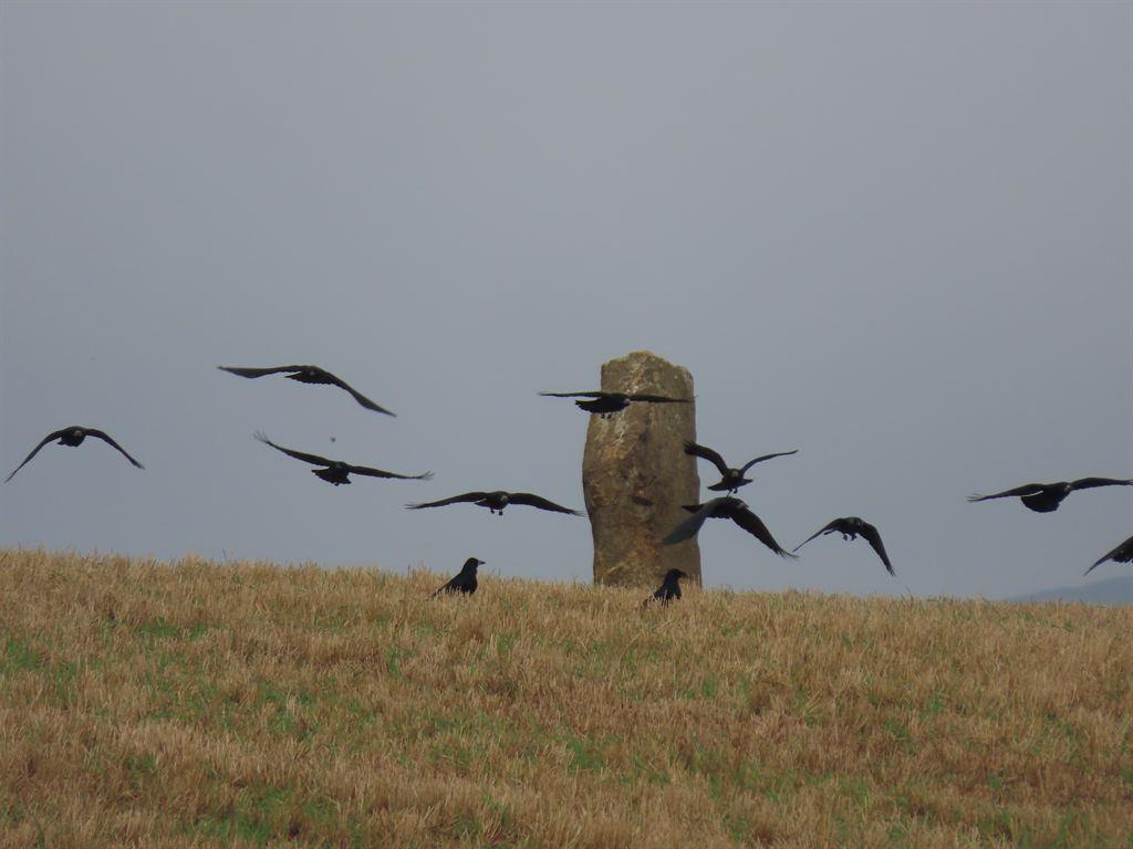 stone&birds