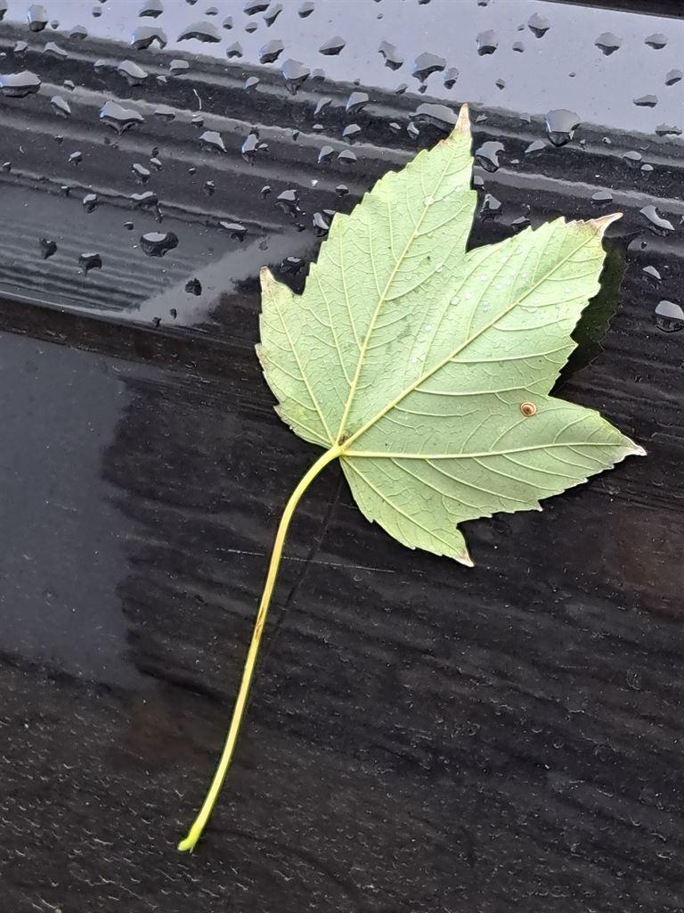 leaf