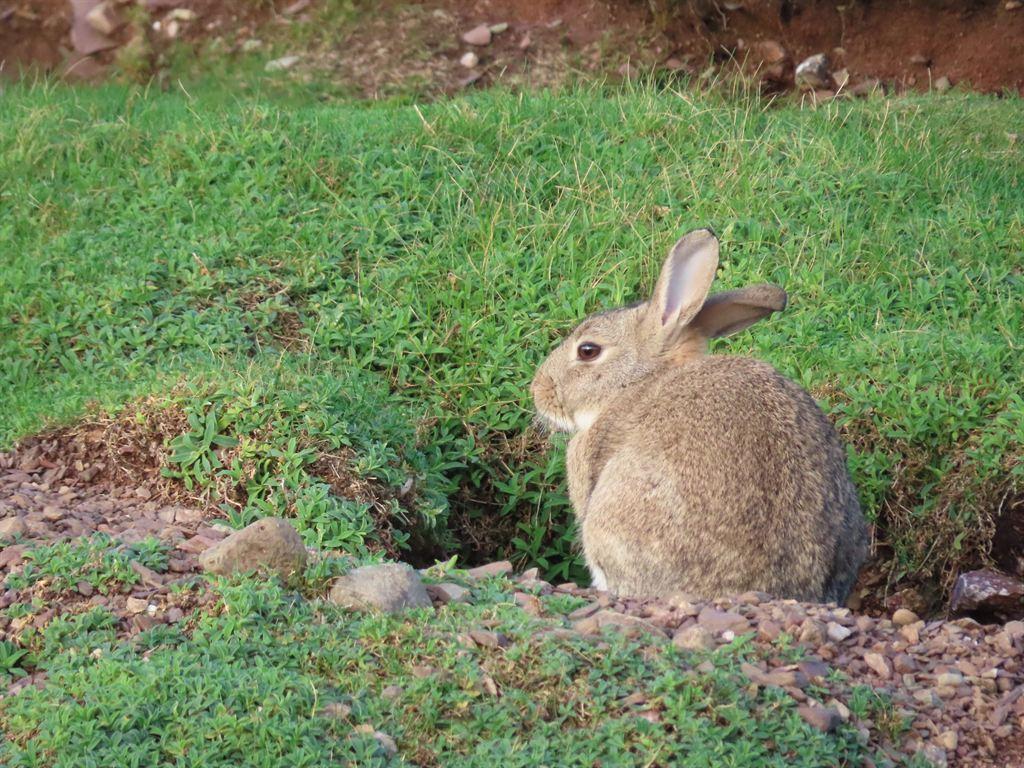 bunny