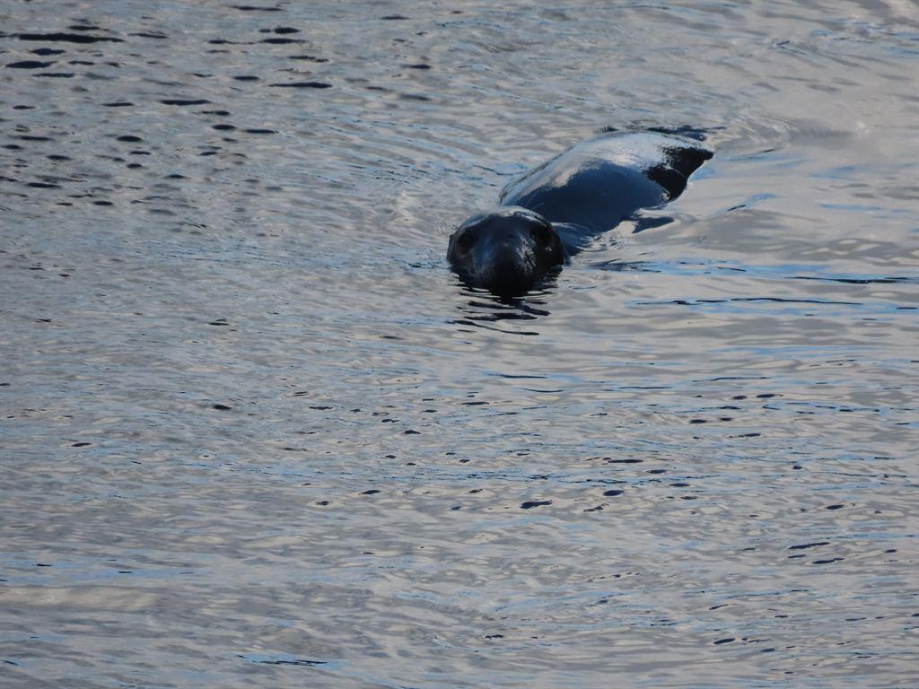 sealinwater