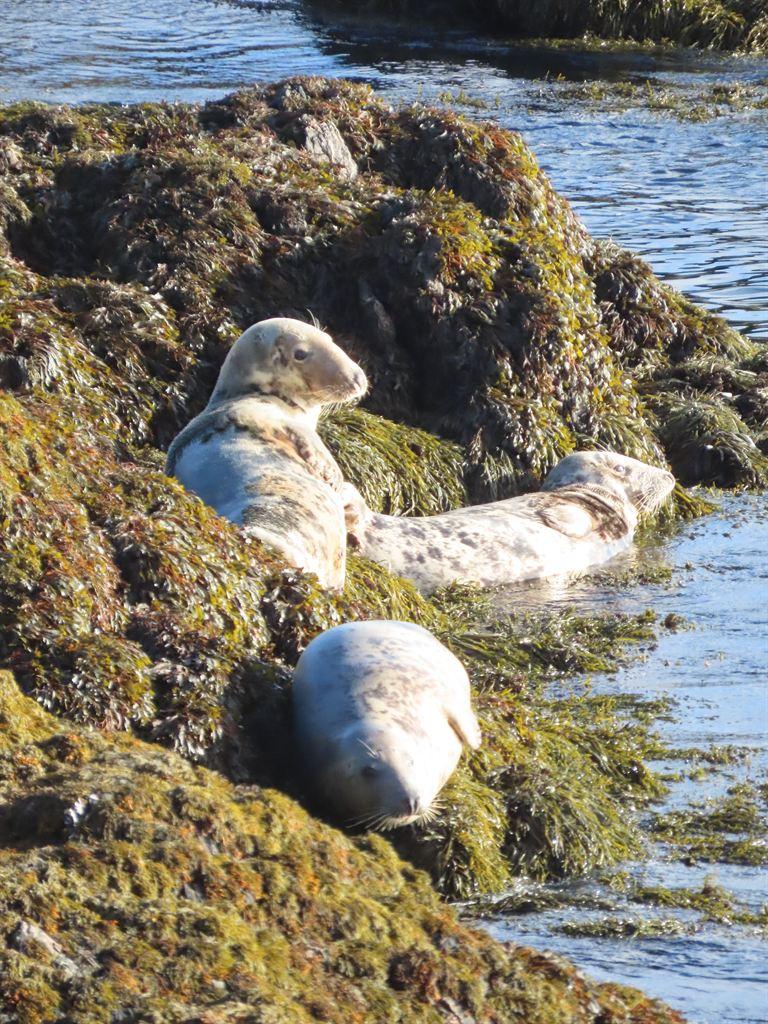 seals1