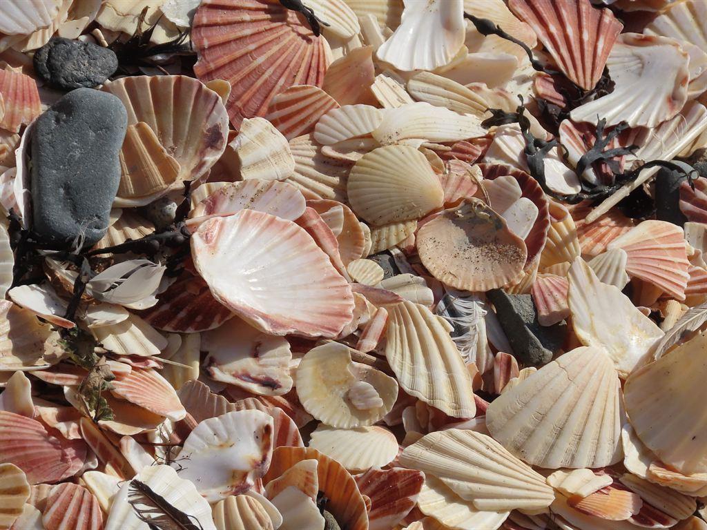shells