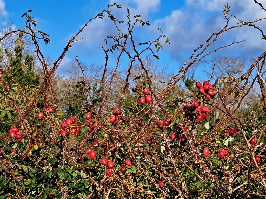 rosehips
