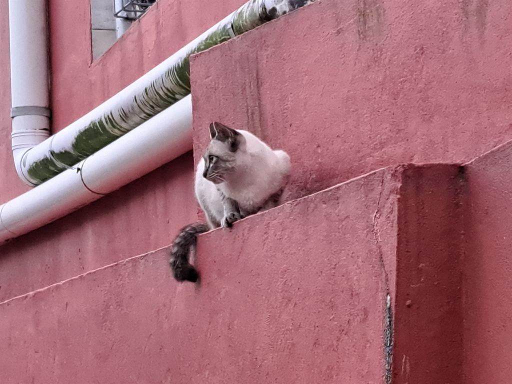 cat