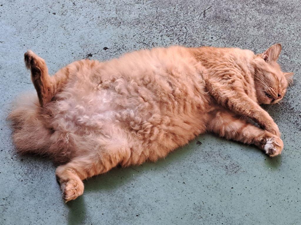 ginger