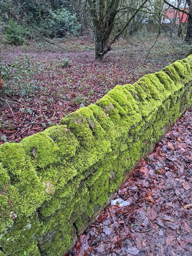 moss