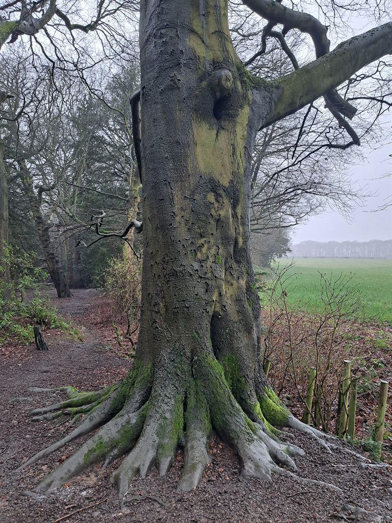 tree