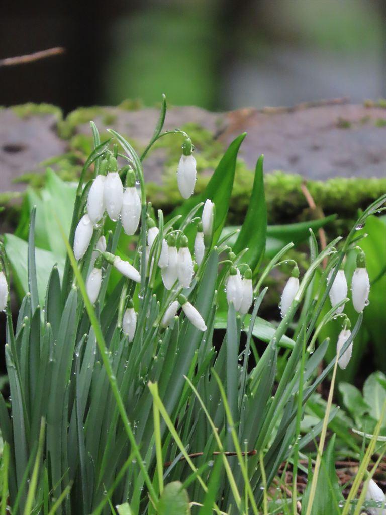 snowdrops1